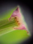 viper-grass-3