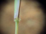 basket-grass-3