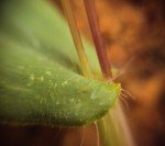 basket-grass-4