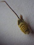 wrinkle-grass-3