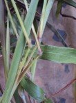 wrinkle-grass-4