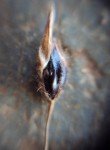 johnson-grass-egyptian-grass-2 johnson-grass-egyptian-grass-2