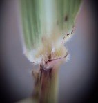 johnson-grass-egyptian-grass-3 johnson-grass-egyptian-grass-3