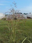 johnson-grass-egyptian-grass-4 johnson-grass-egyptian-grass-4
