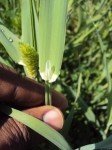 small-canary-grass-1 small-canary-grass-1
