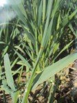 small-canary-grass-3 small-canary-grass-3