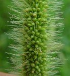 green-foxtail-3 green-foxtail-3