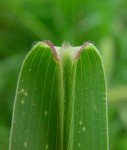 green-foxtail-4 green-foxtail-4
